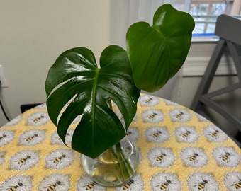 Monstera Deliciosa Zimmerpflanze