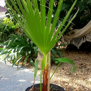 Peut inclure: Jeune palmier en pot noir, avec des feuilles vertes en forme d'éventail. Le tronc est brun rougeâtre. D'autres plantes et un hamac sont visibles en arrière-plan, créant un cadre de jardin.