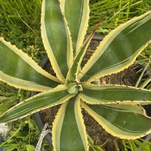 Peut inclure: Gros plan d'une plante d'agave panachée. La plante présente de longues feuilles vertes pointues avec des bordures jaune crème et des épines brun rougeâtre sur les bords. Les feuilles rayonnent à partir d'un point central, créant un motif en forme d'étoile. La plante est dans un pot noir.