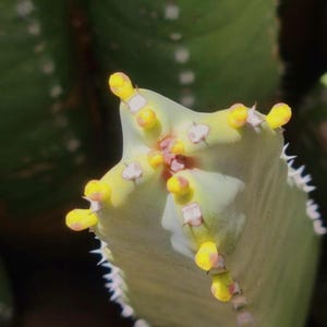 Peut inclure: Gros plan sur un cactus vert avec des fleurs jaunes et blanches. Le cactus a une texture piquante et pousse dans un jardin.