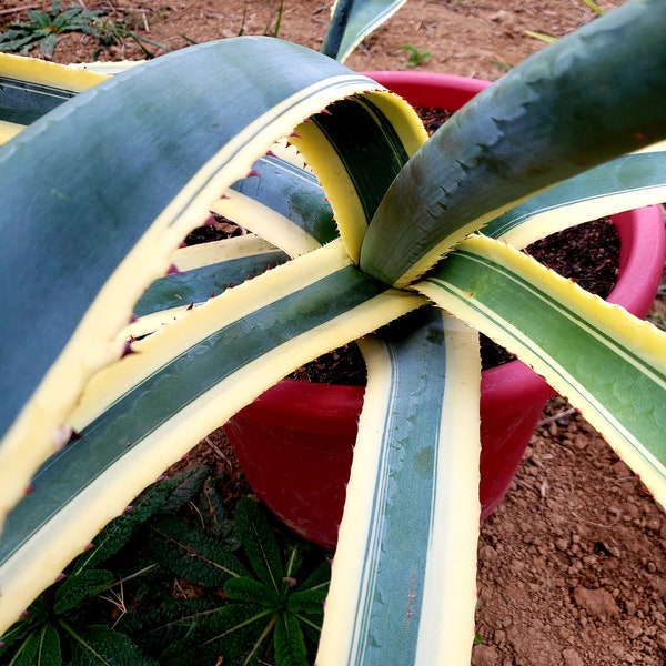 Agave americana Variegata - Agave d'Amérique 