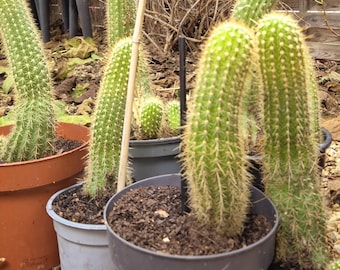 Cactus echinopsis spachiana