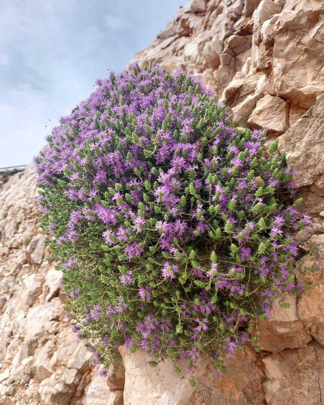 500 Greek Original Wild Thyme Seeds Organic Culinary & Etsy UK