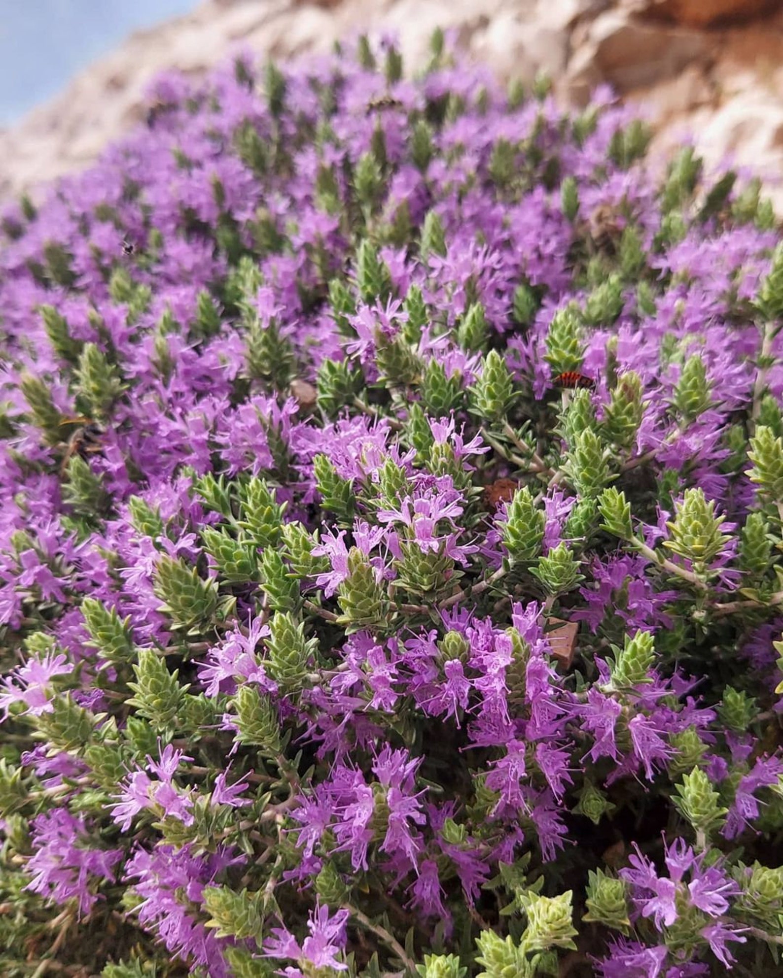 500 Greek Original Wild Thyme Seeds Organic Culinary & Etsy UK