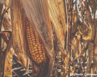 Corn; Sunset; Harvest; Agriculture Landscape; Agriculture Photo; Canvas Home Decor Print