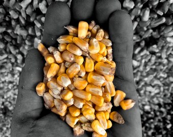 Corn Photo, Agriculture Photo, Harvest Photo, Color and B&W; Canvas Home Decor Print