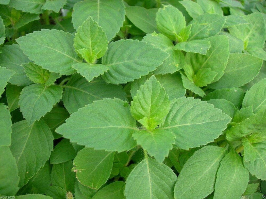 Herb Holy Basil Ocimum Sanctum 1000 Premium Seeds Etsy