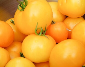 Seeds HEIRLOOM vegetable garden 300g FRUIT acid free Tomato 'JUBILEE YELLOW' 15 Seeds HEIRLOOM vegetable garden 300g FRUIT acid free Tomato 'JUBILEE YELLOW' 15
