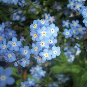 200 Forget Me Not Seeds-myosotis Sylvatica Seeds-blue Forget Me Not-b648-easy  to Grow Excellent Perennial -  Israel