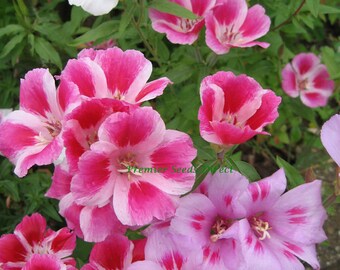 F0230 Godetia Azaleaflora Dwarf Double Mix x100 seeds Colour Flower Garden F0230 Godetia Azaleaflora Dwarf Double Mix x100 seeds Colour Flower Garden