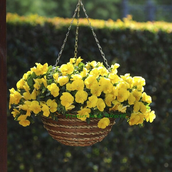 Trailing Flower Seeds Etsy