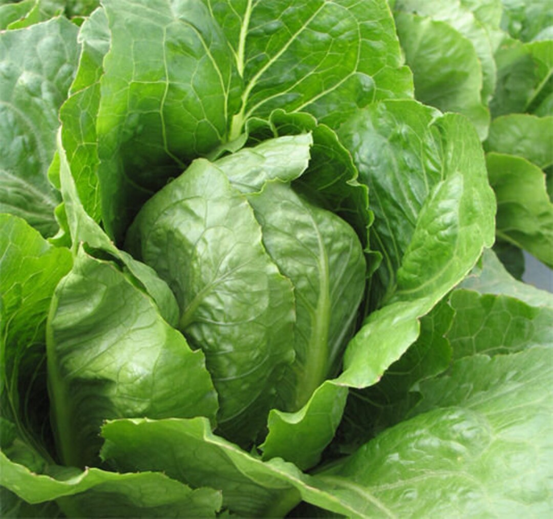 Lettuce Romaine Jericho Organic 200 Seeds Etsy
