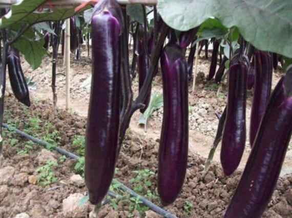 Aubergine Purple Shine F1