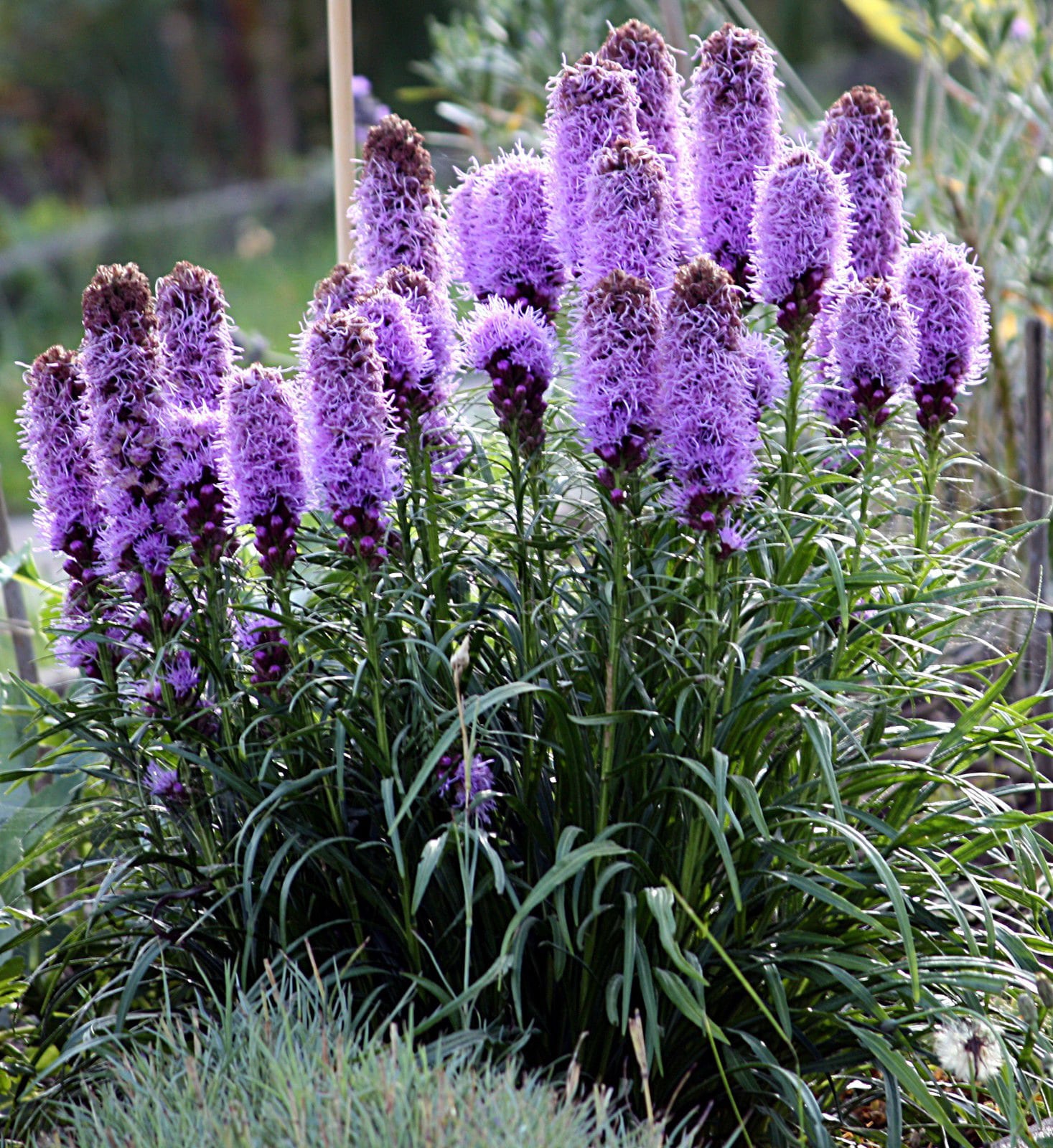 Image of Liatris spicata (spicy gayfeather) plant