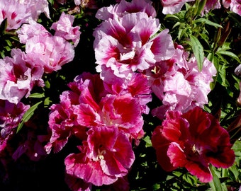 F0230 Godetia Azaleaflora Dwarf Double Mix x100 seeds Colour Flower Garden F0230 Godetia Azaleaflora Dwarf Double Mix x100 seeds Colour Flower Garden