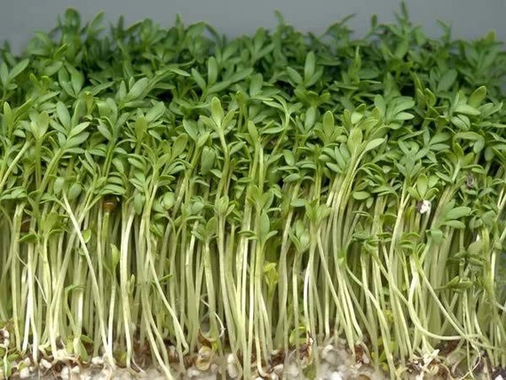 Curled Peppergrass garden cress