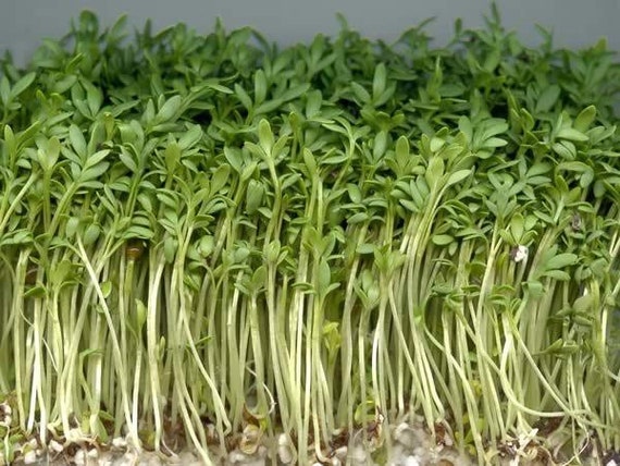 Curled Cress Seeds Organic 