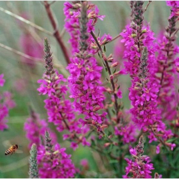 Purple Flower Seeds Etsy