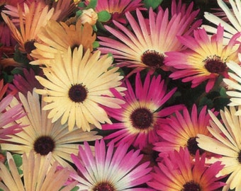 Mesembryanthemum Harlequin 200 Seeds Flowers Spectacular Mesembryanthemum Harlequin 200 Seeds Flowers Spectacular