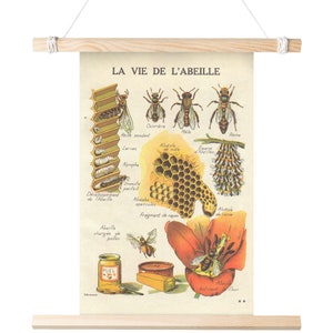 The Life of the Bee (La Vie de L'abeille) Matte Poster Educational Scientific Honeybee Beekeeper Pollinator French Print 11x17 18x24 24x36