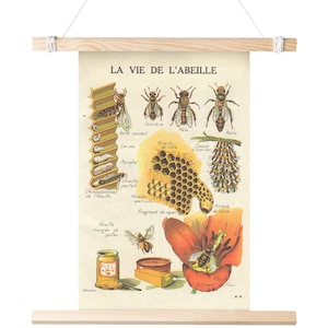 Het leven van de bij (La Vie de L'abeille) Matte Poster Educatief Wetenschappelijk Honingbij Imker Bestuiver Franse Print 11x17 18x24 24x36