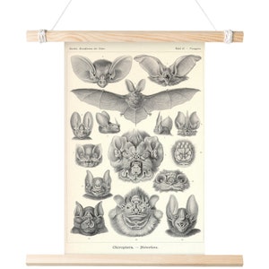 Vampier vleermuizen Chiroptera Matte Poster Vintage educatieve illustratie leerboekpagina Bloed drinken Horror Wetenschappelijke kunst 11x17 18x24 24x36