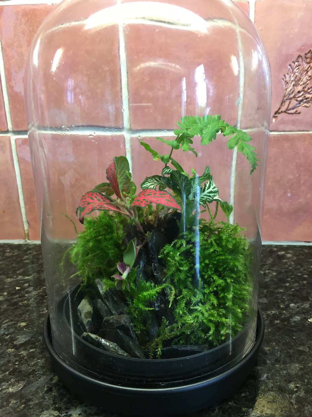 Ready Made Glass Dome Terrarium Enclosed Terrarium Etsy UK