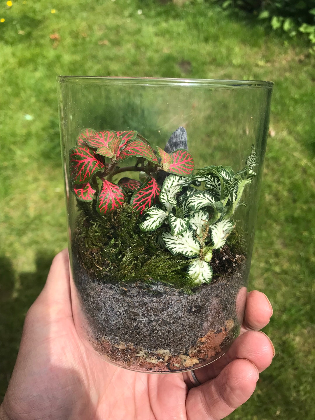 Ready Made Glass Terrarium Jar/container Enclosed Terrarium Etsy