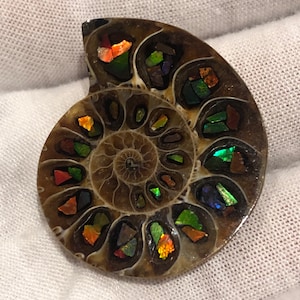 Ammolite & Ammonite
