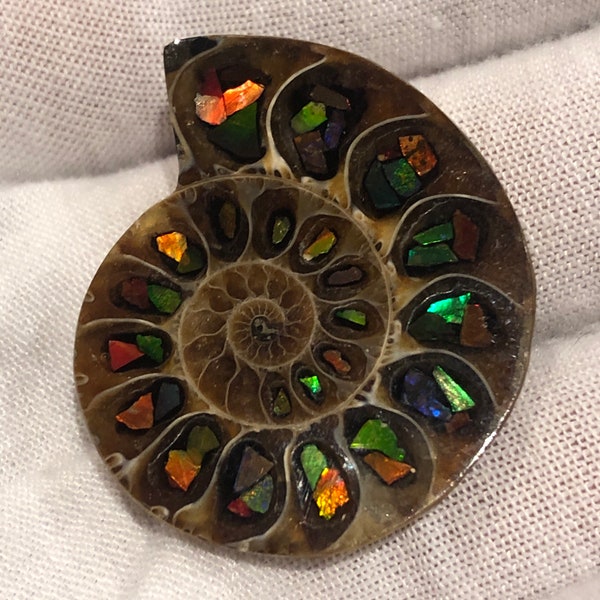 Ammolite Inlaid Ammonite Fossil