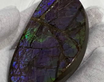 Ammolite Natural