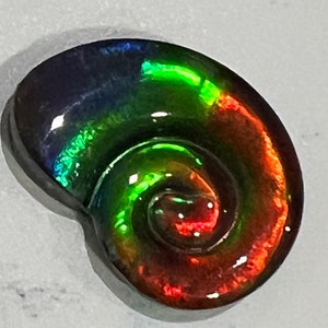 Ammolite  Cabochon Fossil Shape