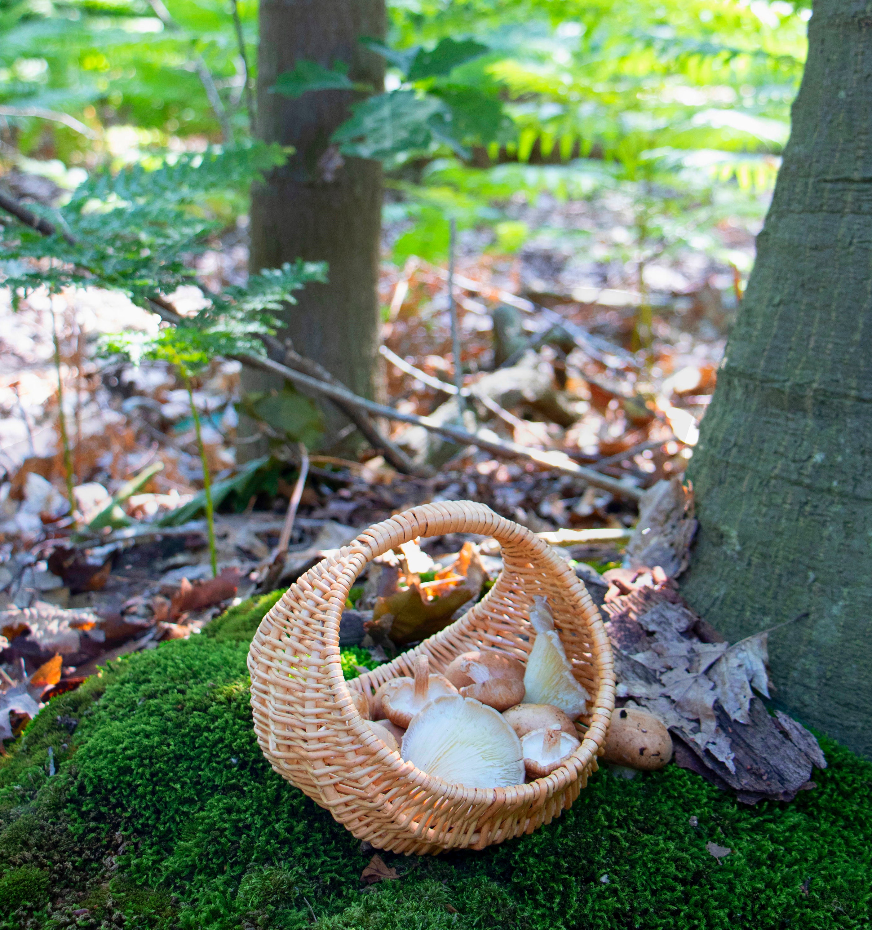 Egg Collecting Basket Buff Natural Willow Basket Mushroom Etsy UK