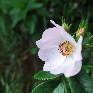 Rosehip seeds rosa canina rugosa mosqueta