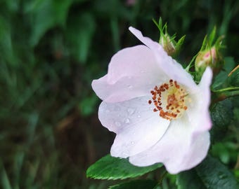 Hagebuttensamen rosa canina rugosa moscheta