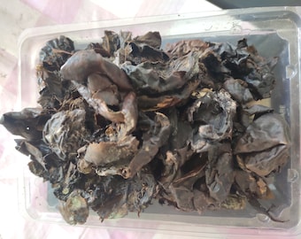 Dried walnut husk hull