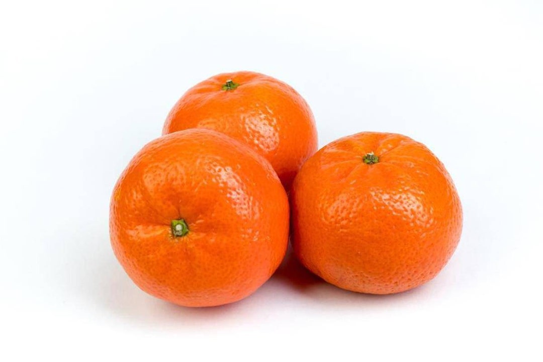 Seeds Honey Tangerine Mandarin murcott Variety Etsy