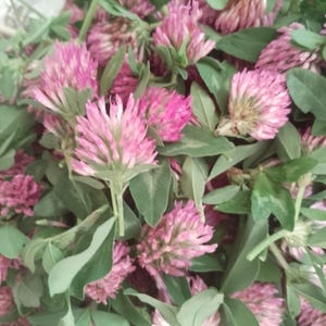 Può includere: Una raccolta di fiori di trifoglio rosso freschi caratterizzati da capolini rosa acceso e magenta con petali morbidi e arrotondati. I fiori sono intervallati da numerose piccole foglie trifogliate verde chiaro su steli sottili e verdi.
