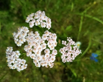 乾燥したノコギリソウの花、アキレア・ミルフォリウム、切り花のハーブ、ミルフォイル