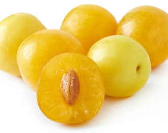 Mirabelle Prun seeds