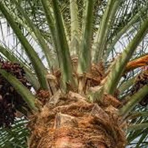 Date Palm seeds