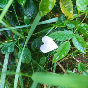 Rosehip petals, tea rosa canina rugosa mosqueta