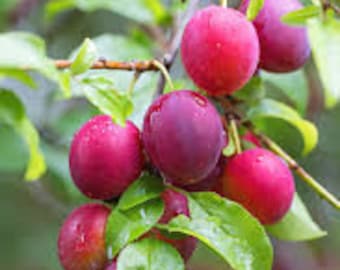 Mirabelle Prun seeds Red