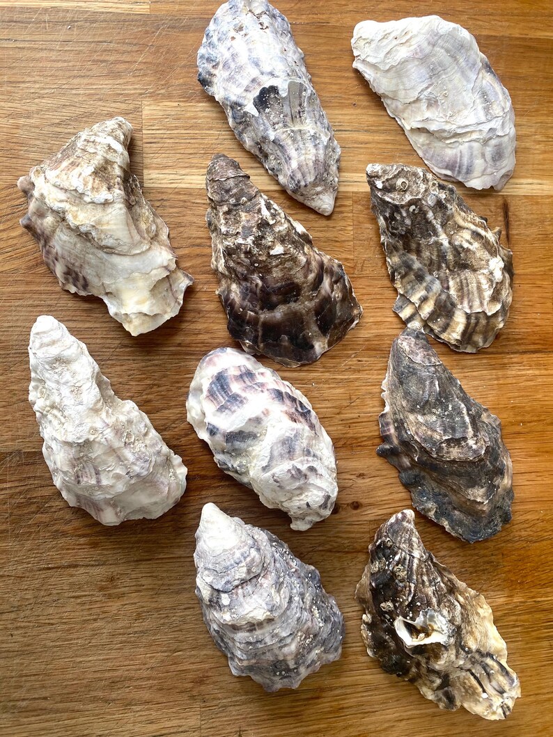 10 Oyster Shells for Crafts (D) - Etsy