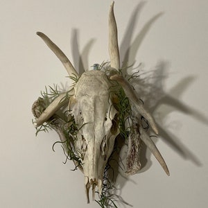 Antler & Deer Skull Wall Art
