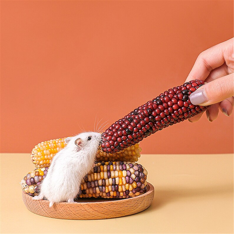 Hamster Chew Food Small Corn Grain Corn Cob Golden Hamster Molar Snacks Chinchilla Pet Landscaping Supplies image 1