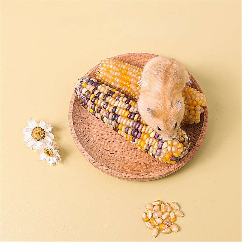 Hamster Chew Food Small Corn Grain Corn Cob Golden Hamster Molar Snacks Chinchilla Pet Landscaping Supplies image 3