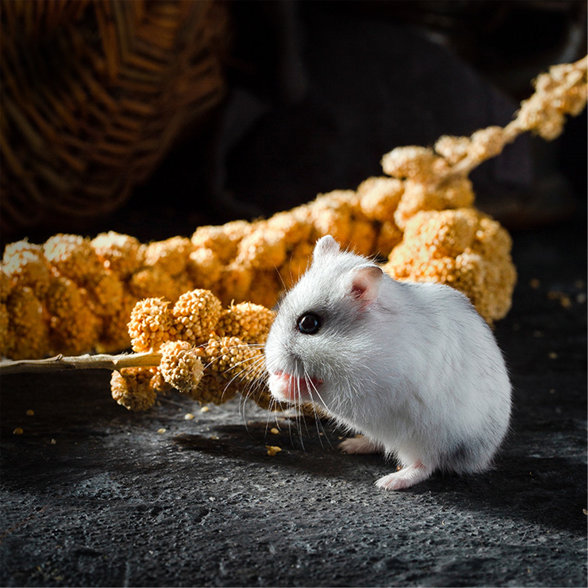 Buy Hamster Chew Stick Online In India Etsy India Petpost Small Animal Play Pen Chinchillas, Gerbils, Rabbits, Guinea