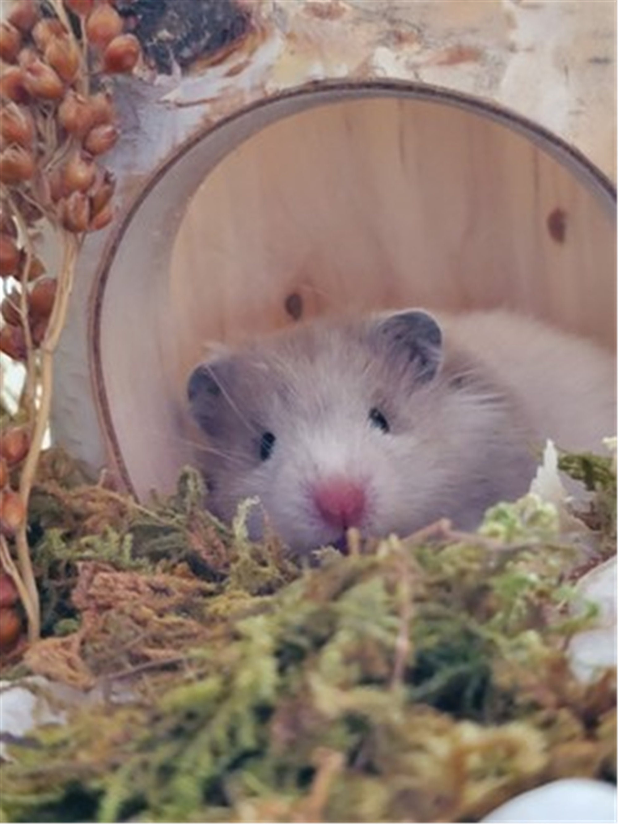 Hamster Cage Decor Dry Forest Moss for Small Pets Small Etsy