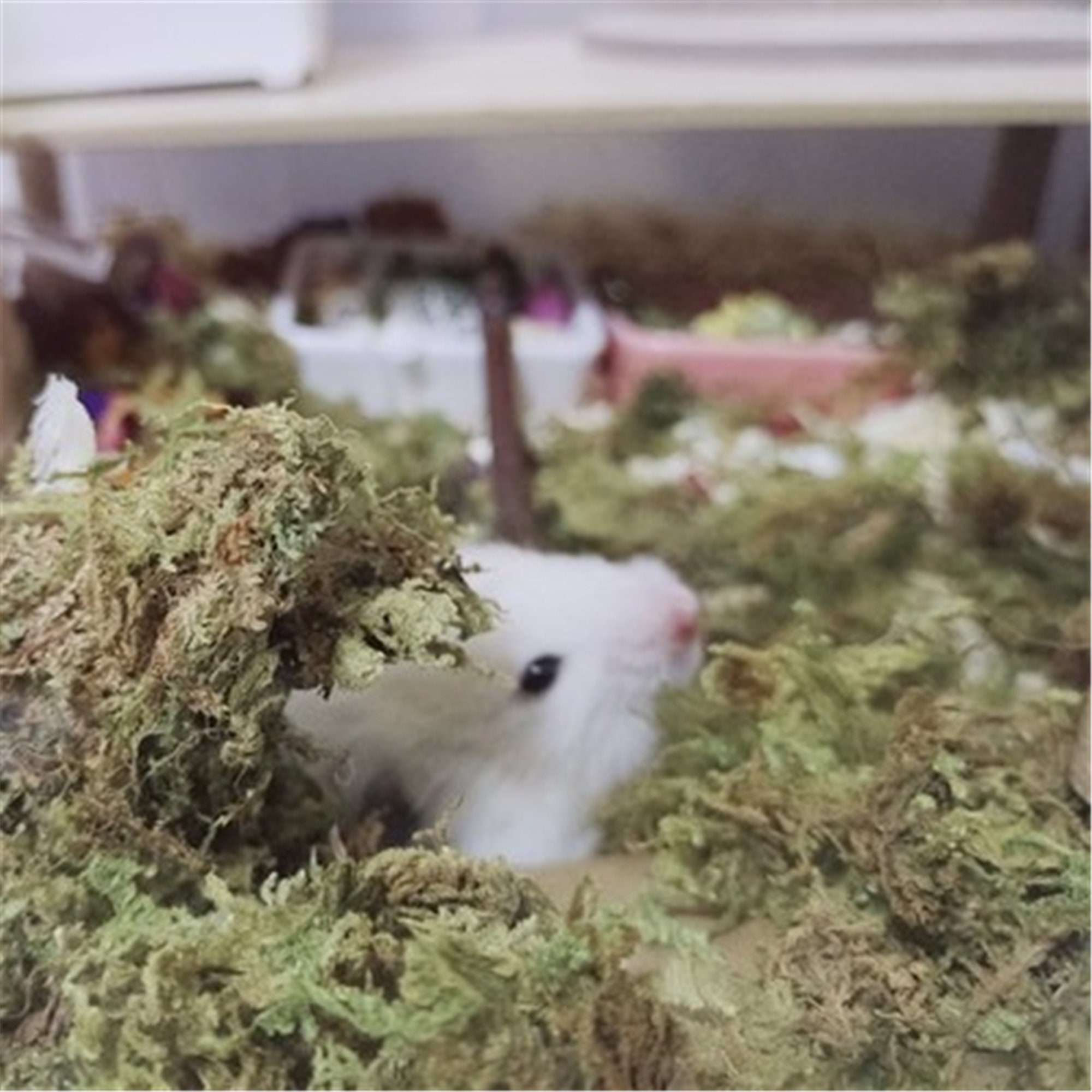 Hamster Cage Decoration Dry Moss for Small Pets Natural Moss Chew Toys for  Chinchilla Small Animals Toys -  Finland